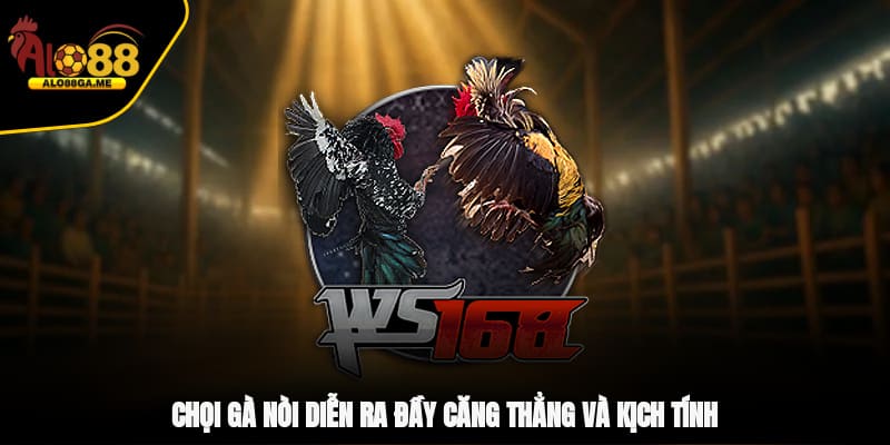 Chọi gà nòi diễn ra đầy căng thẳng và kịch tính