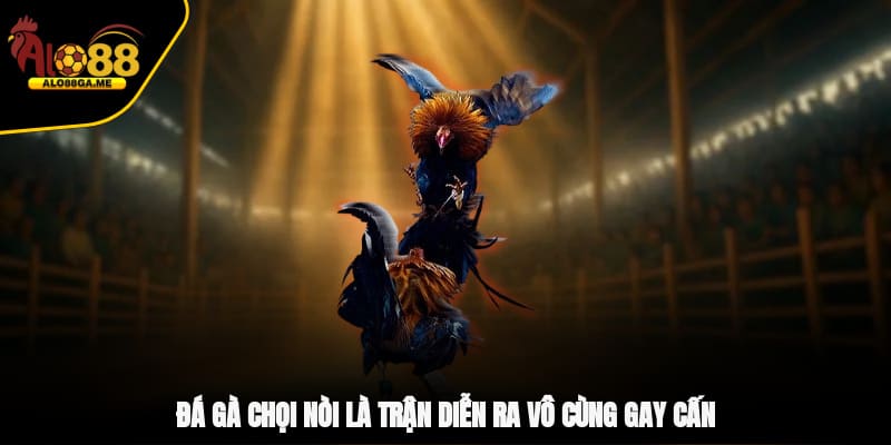 Đá gà chọi nòi là trận diễn ra vô cùng gay cấn